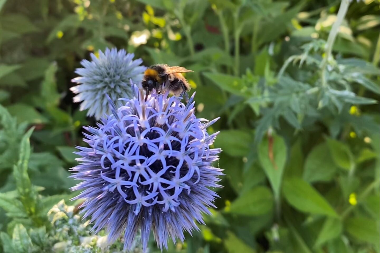 Calendar competition bee on echinops