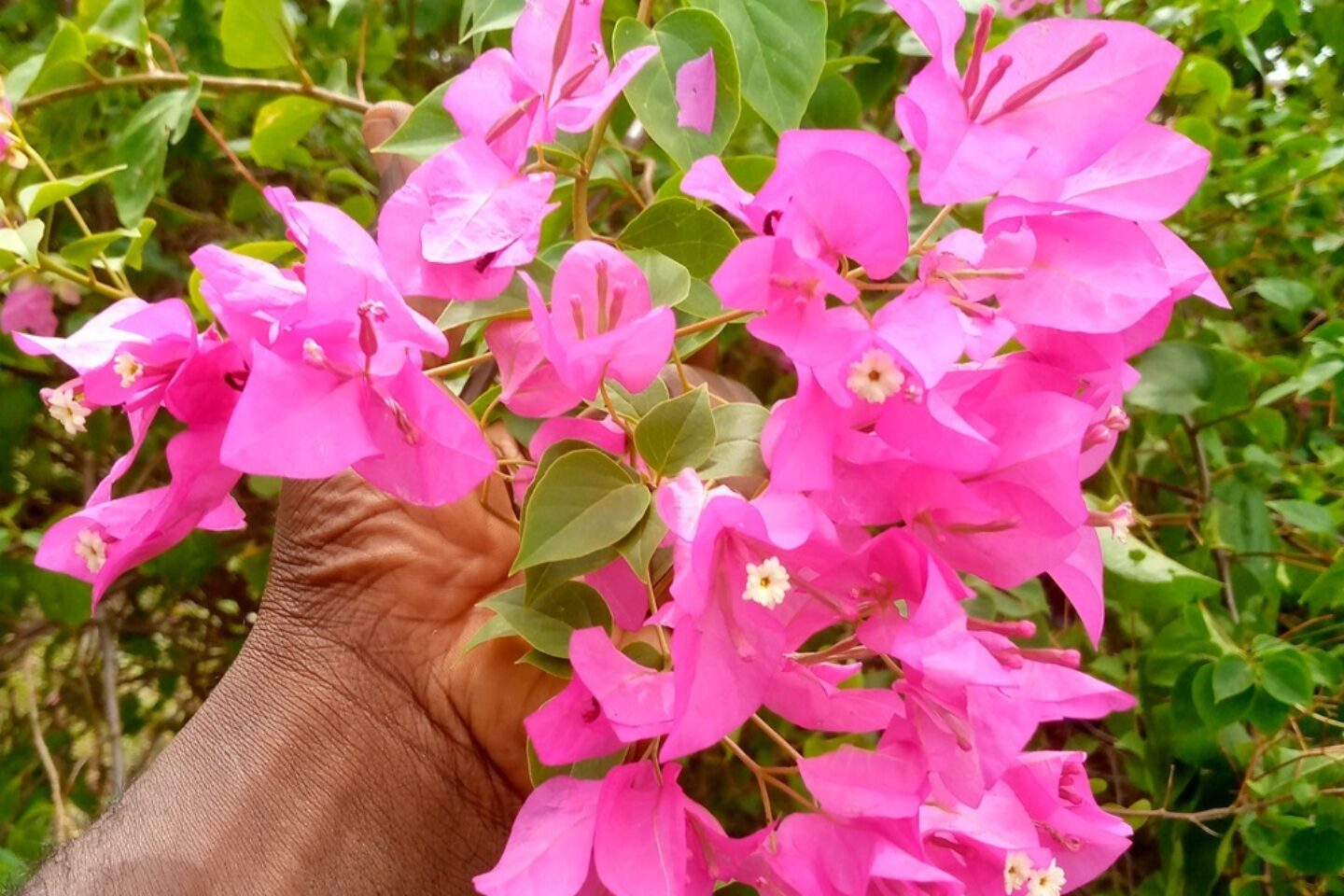 Calendar competition bougainvillea nigeria