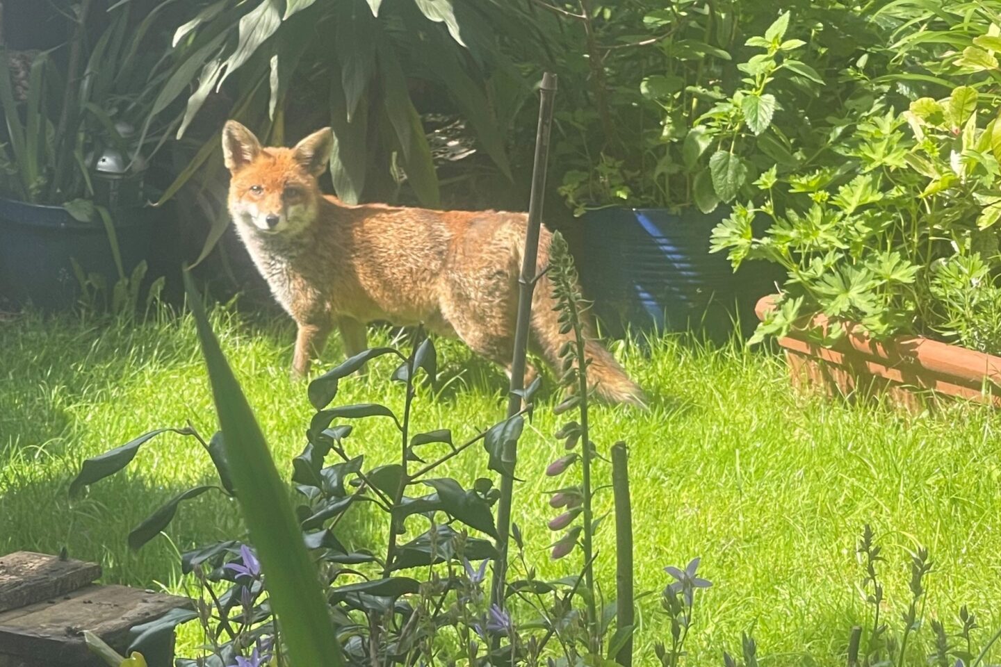 Calendar competition fox in a London garden