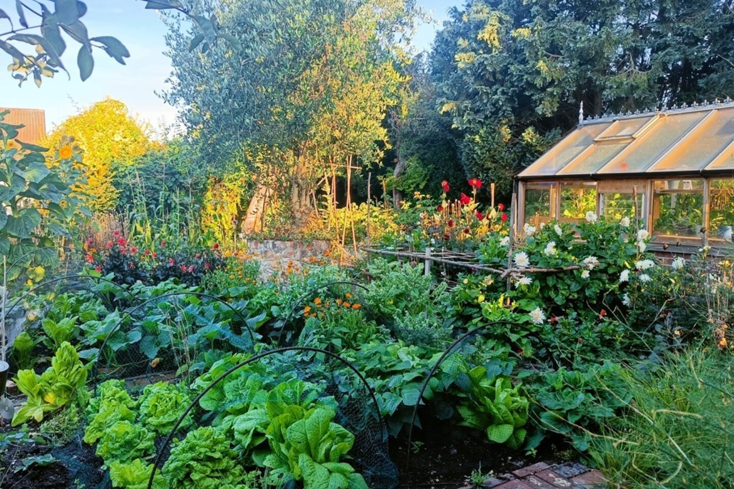 Calendar competition garden with roses and greenhouse
