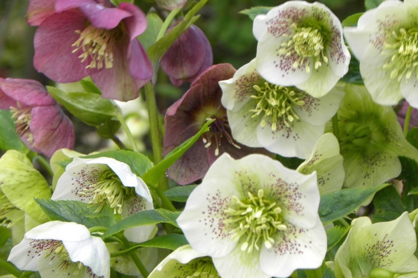 Calendar competition hellebores