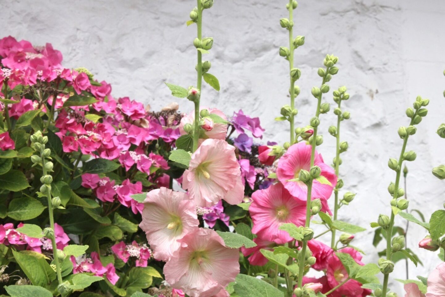 Calendar competition hollyhocks