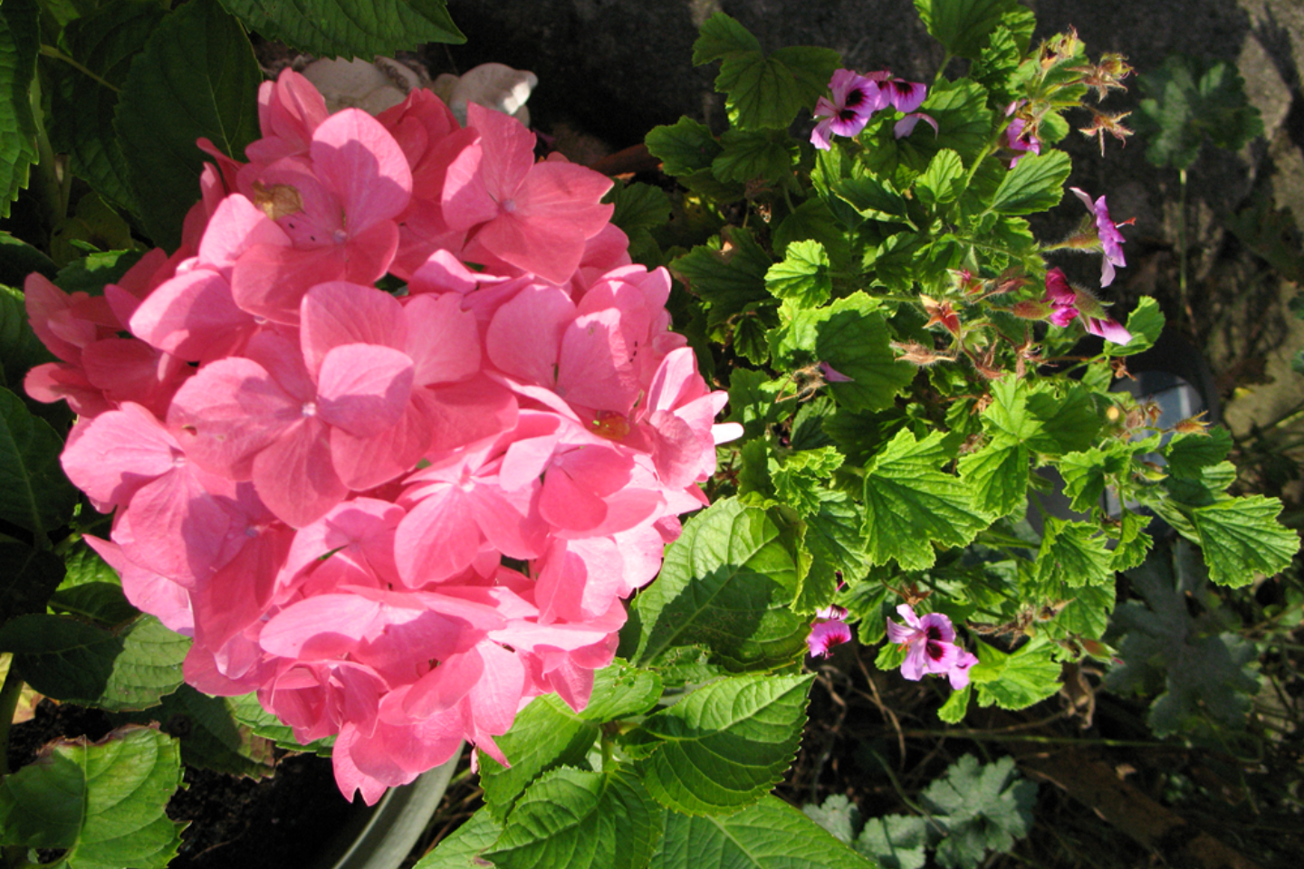 Calendar competition hydrangea and geranium