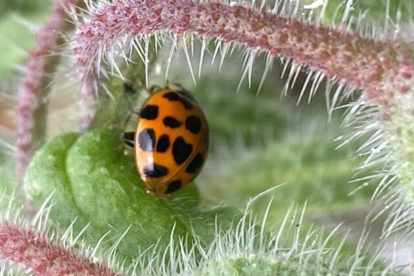 Calendar competition ladybird close up