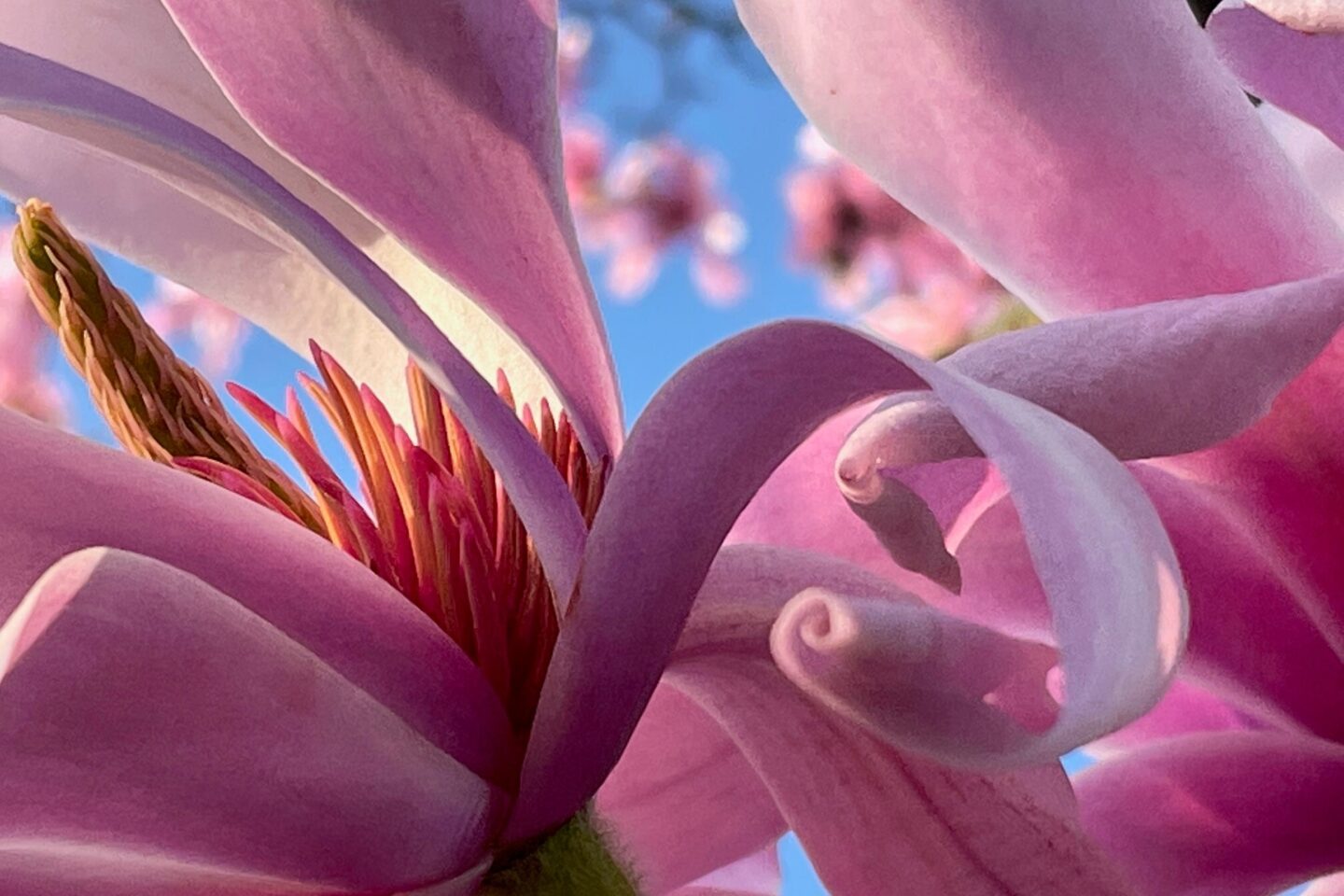 Calendar competition magnolia at kew gardens