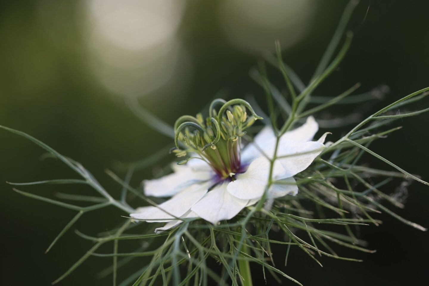 Calendar competition nigella
