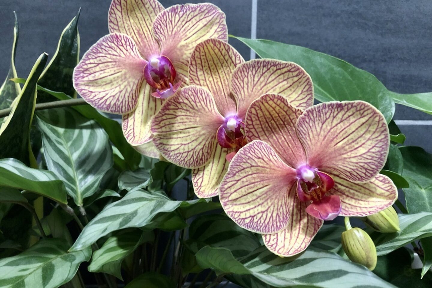 Calendar competition orchid