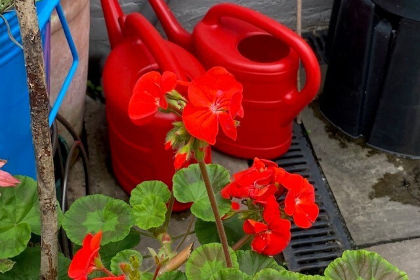 Calendar competition red watering cans and red geranium