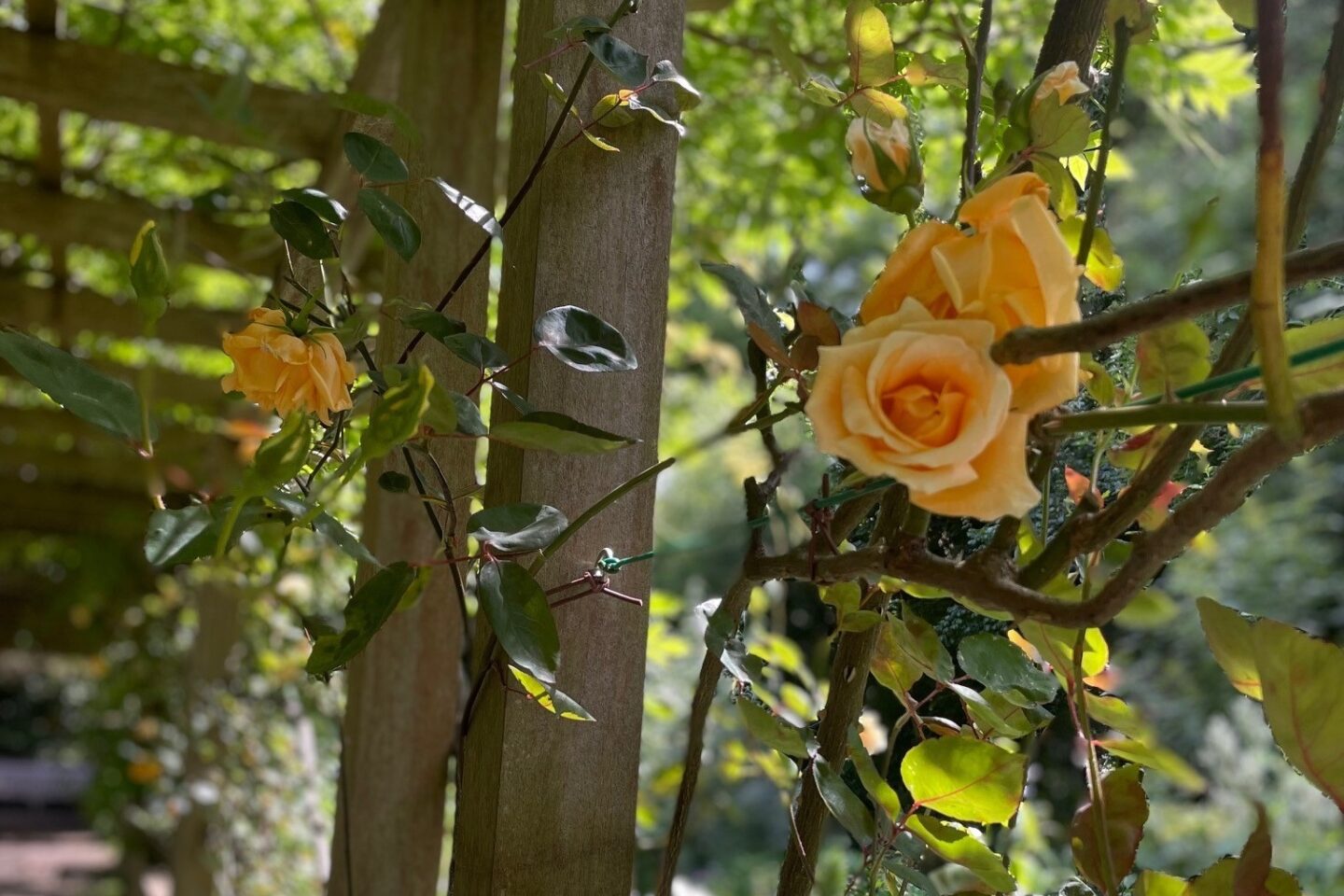 Calendar competition roses in Battersea Park
