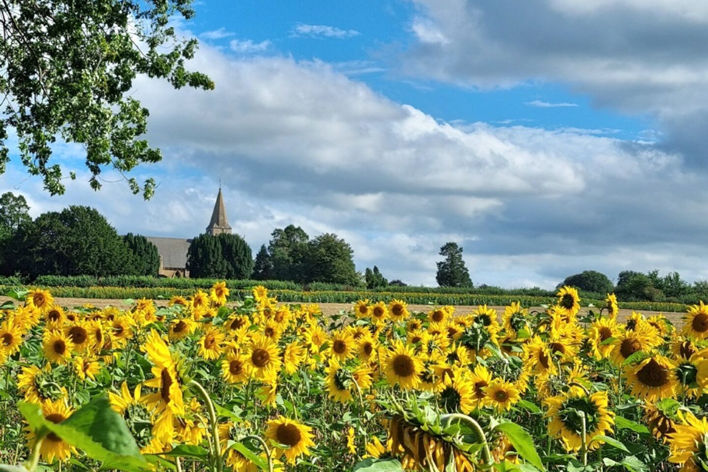 Calendar competition sunflowers and church