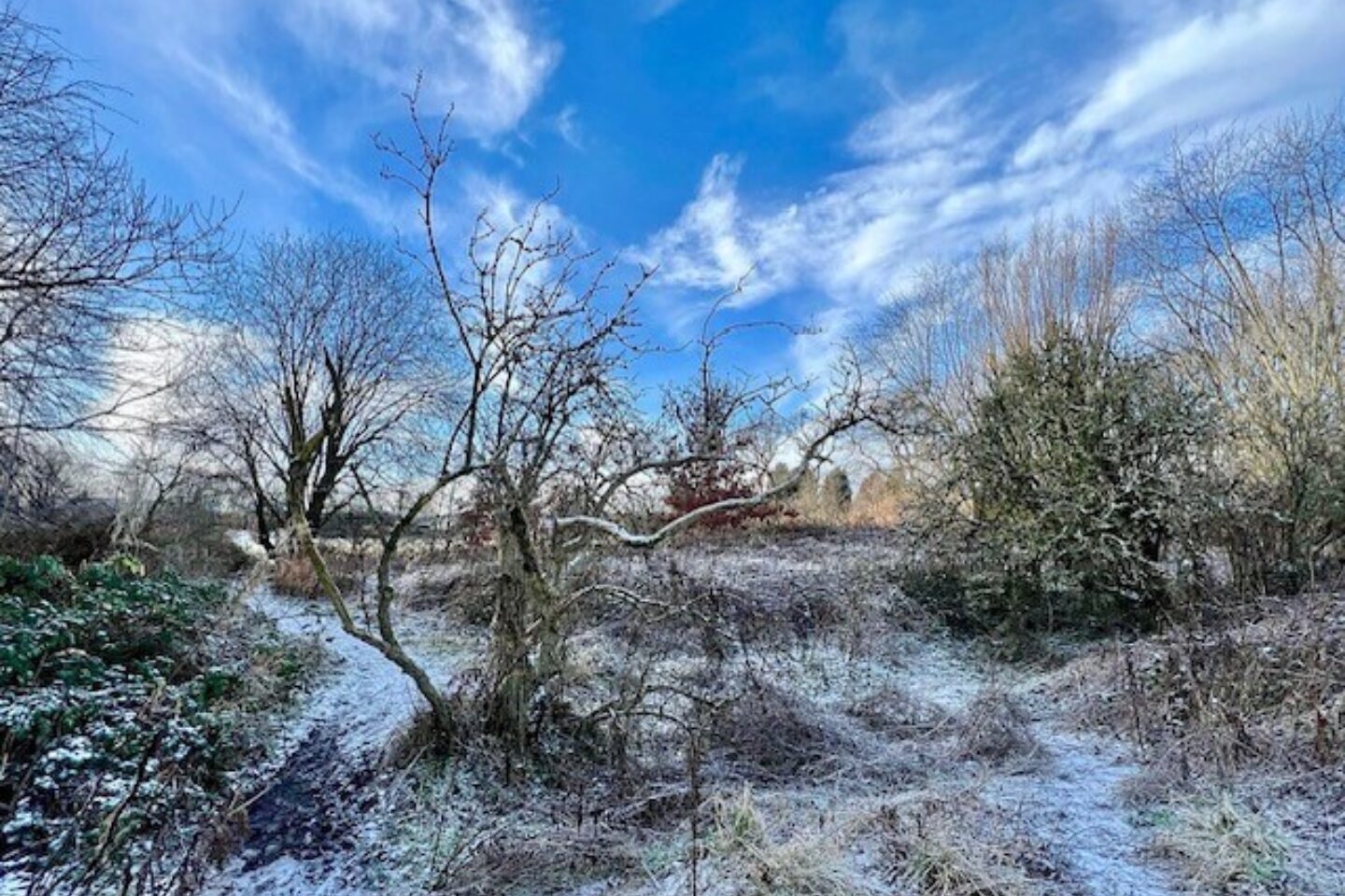Calendar competition winter trees ryebank fields