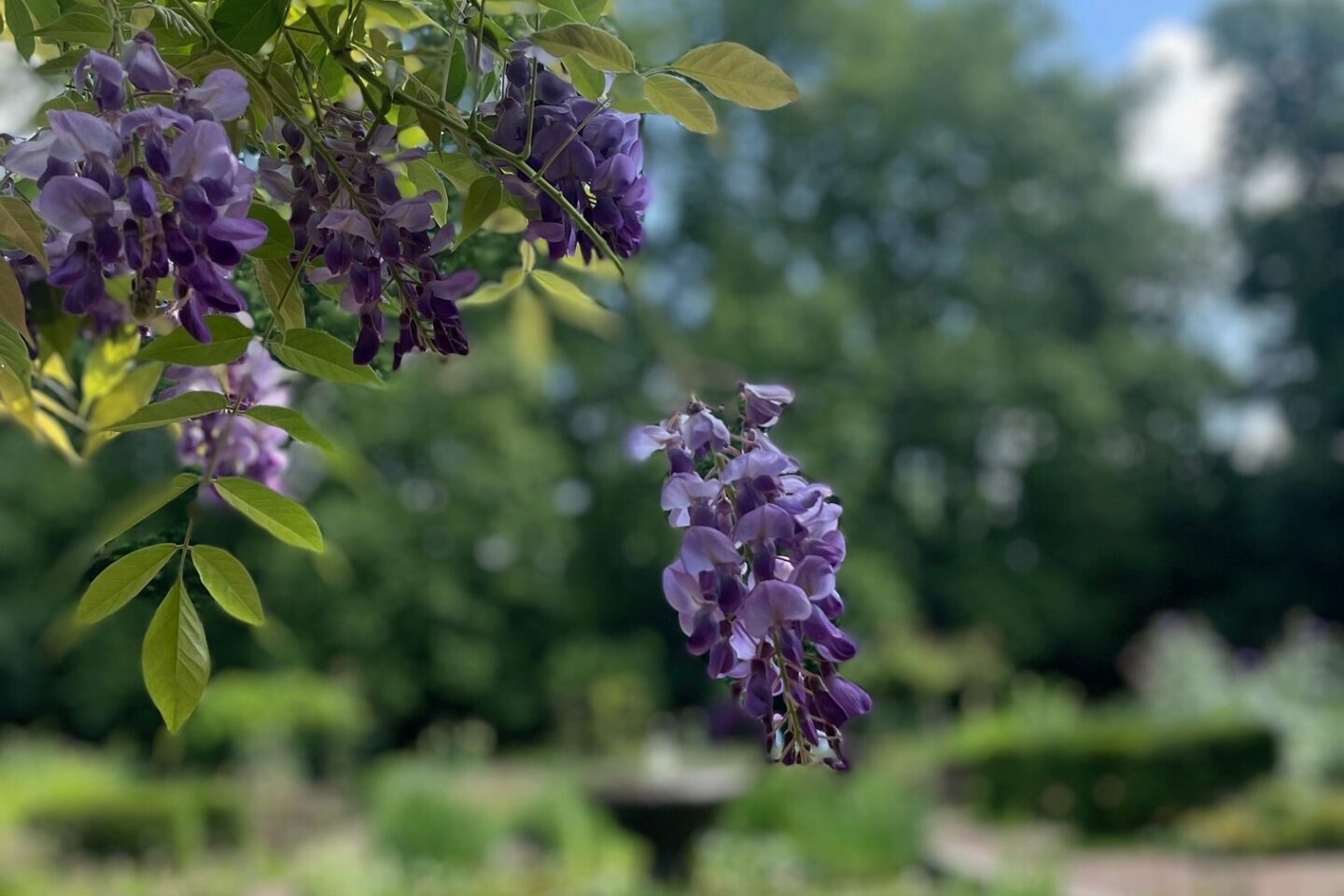Calendar competition wisteria in Battersea Park