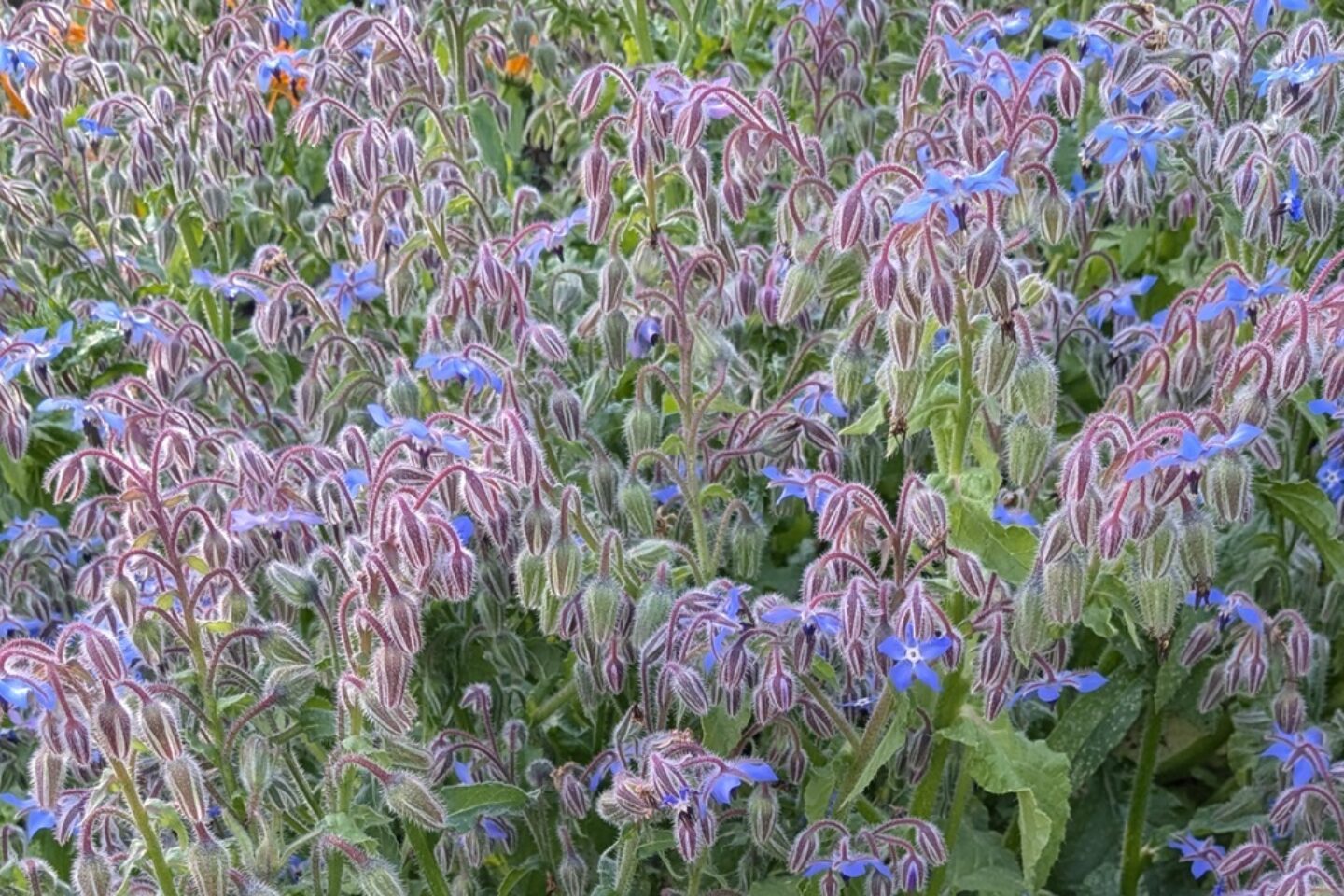 Clump of borage web