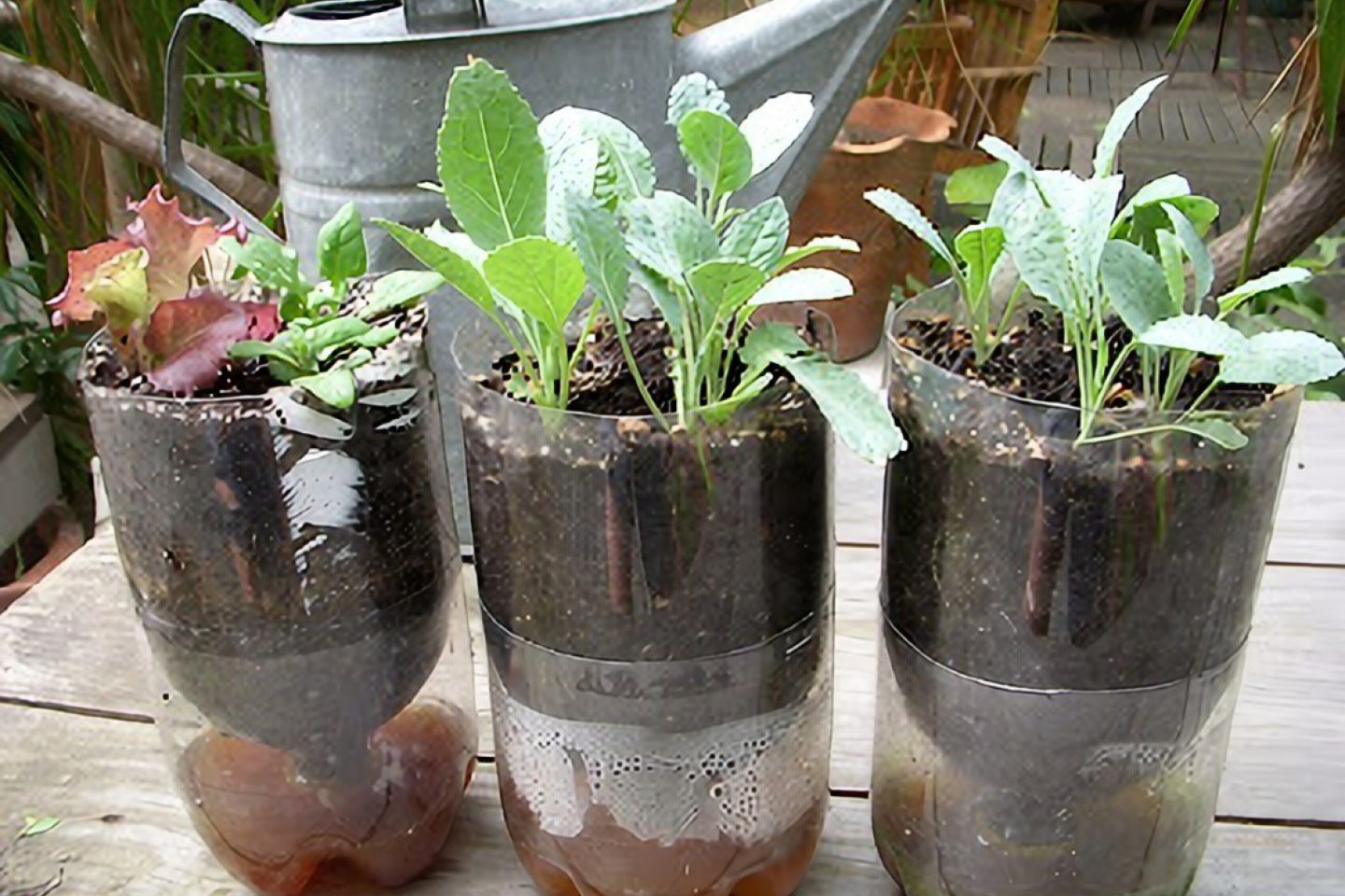Bottom halves of plastic bottles reused as plant pots with green seedlings in them