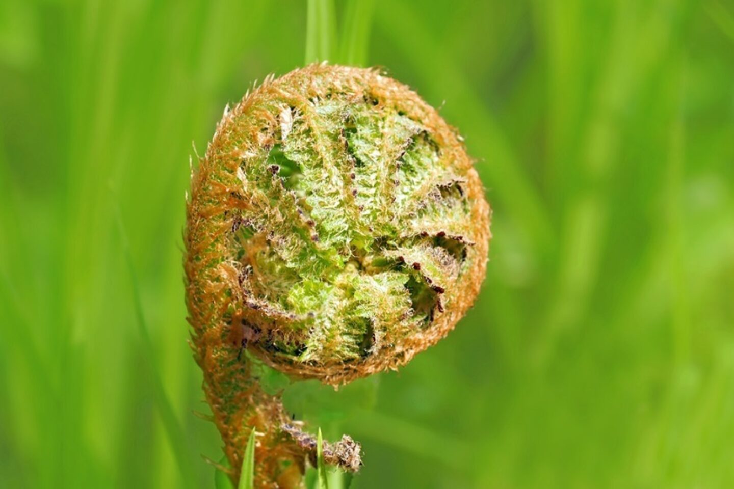Curled fern frond pixabay