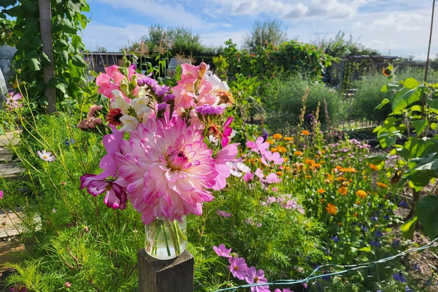 Cut flowers in Robs allotment