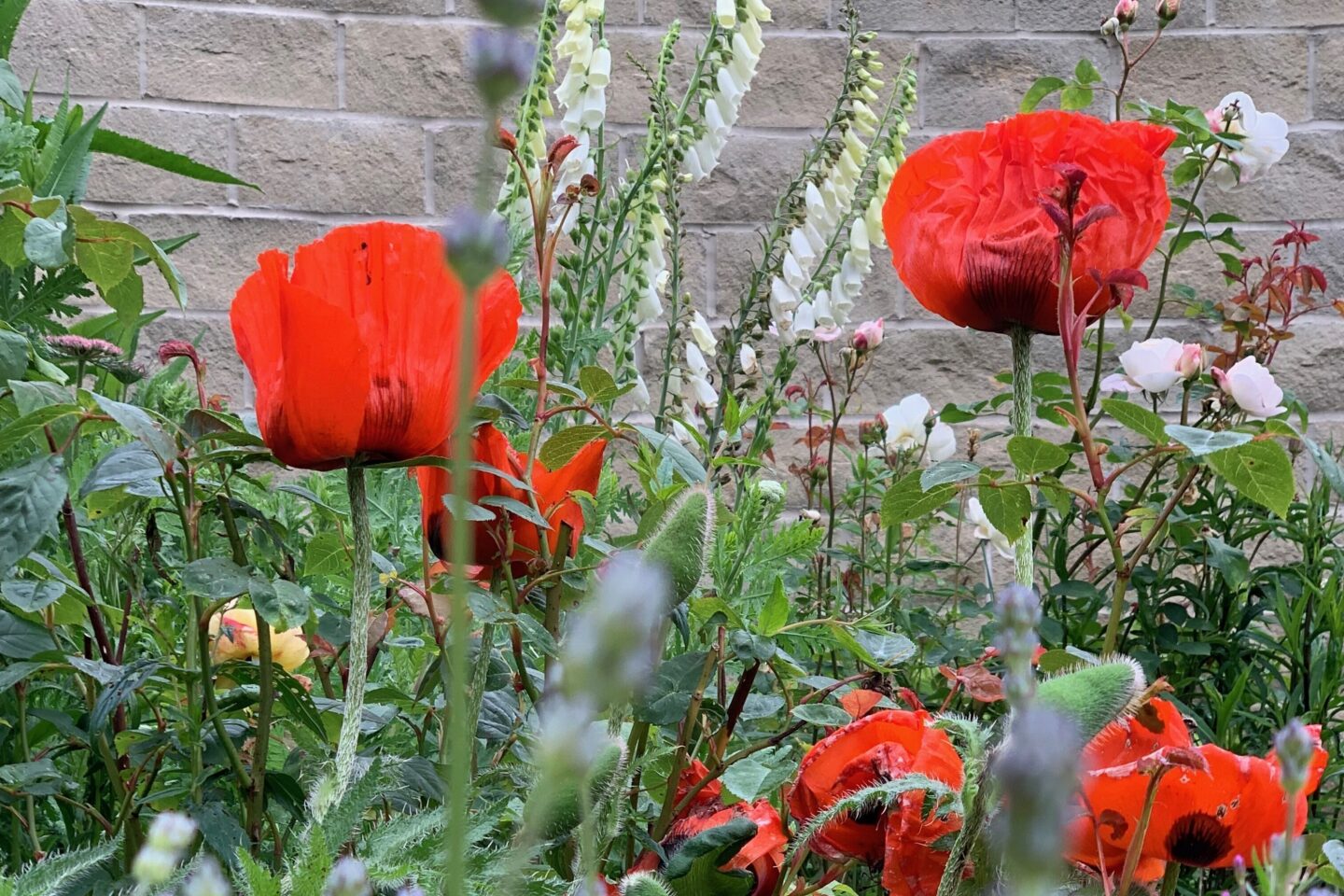 Dave W Ilson garden 2