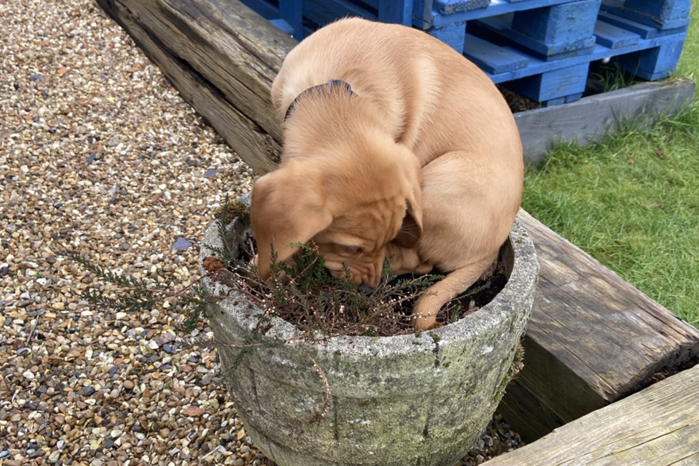 Dog in a flower pot