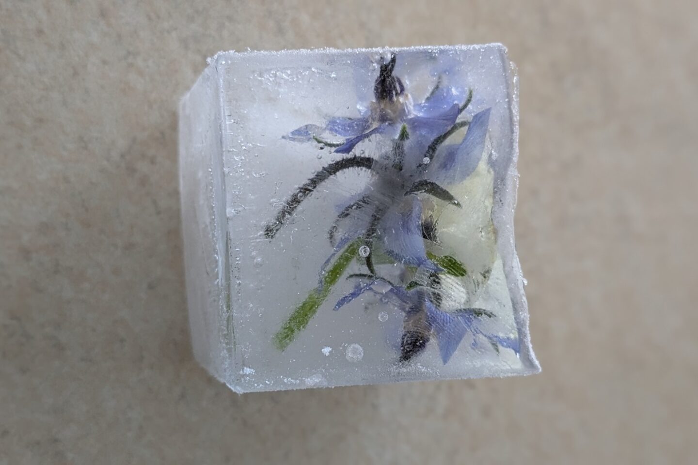 Edible flower ice cube