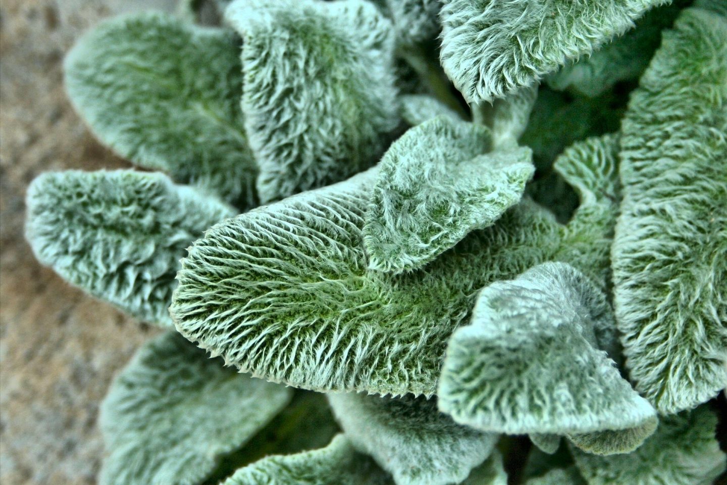 Engaging sense of touch lambs ears