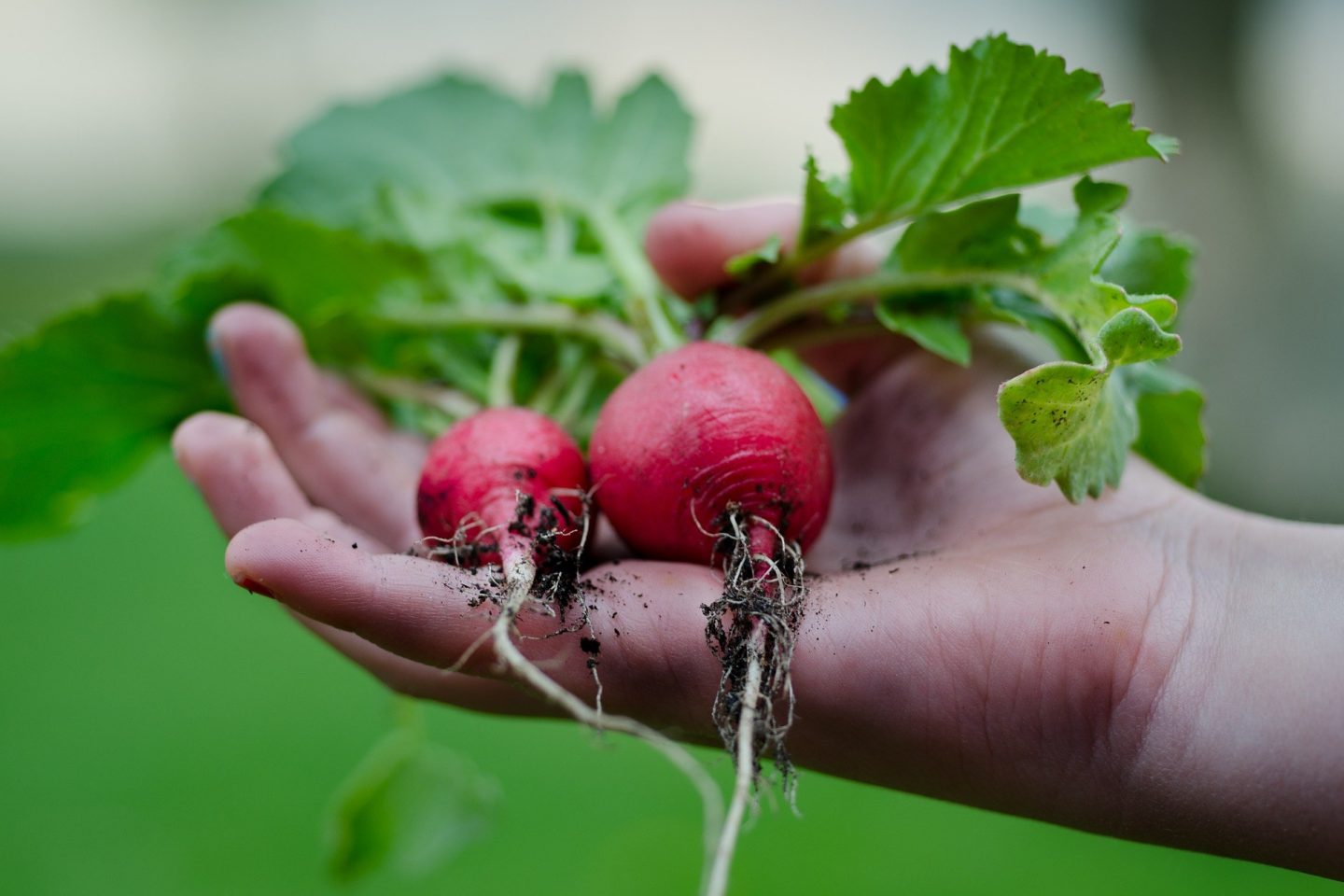Freshly harvested radishes held in a hand