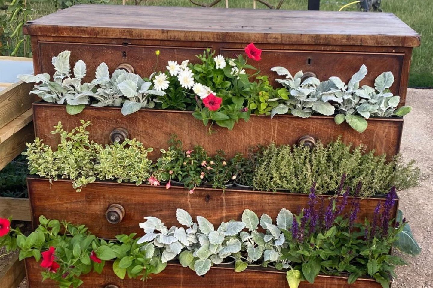 Recycled chest of drawers packed with flowers and plants