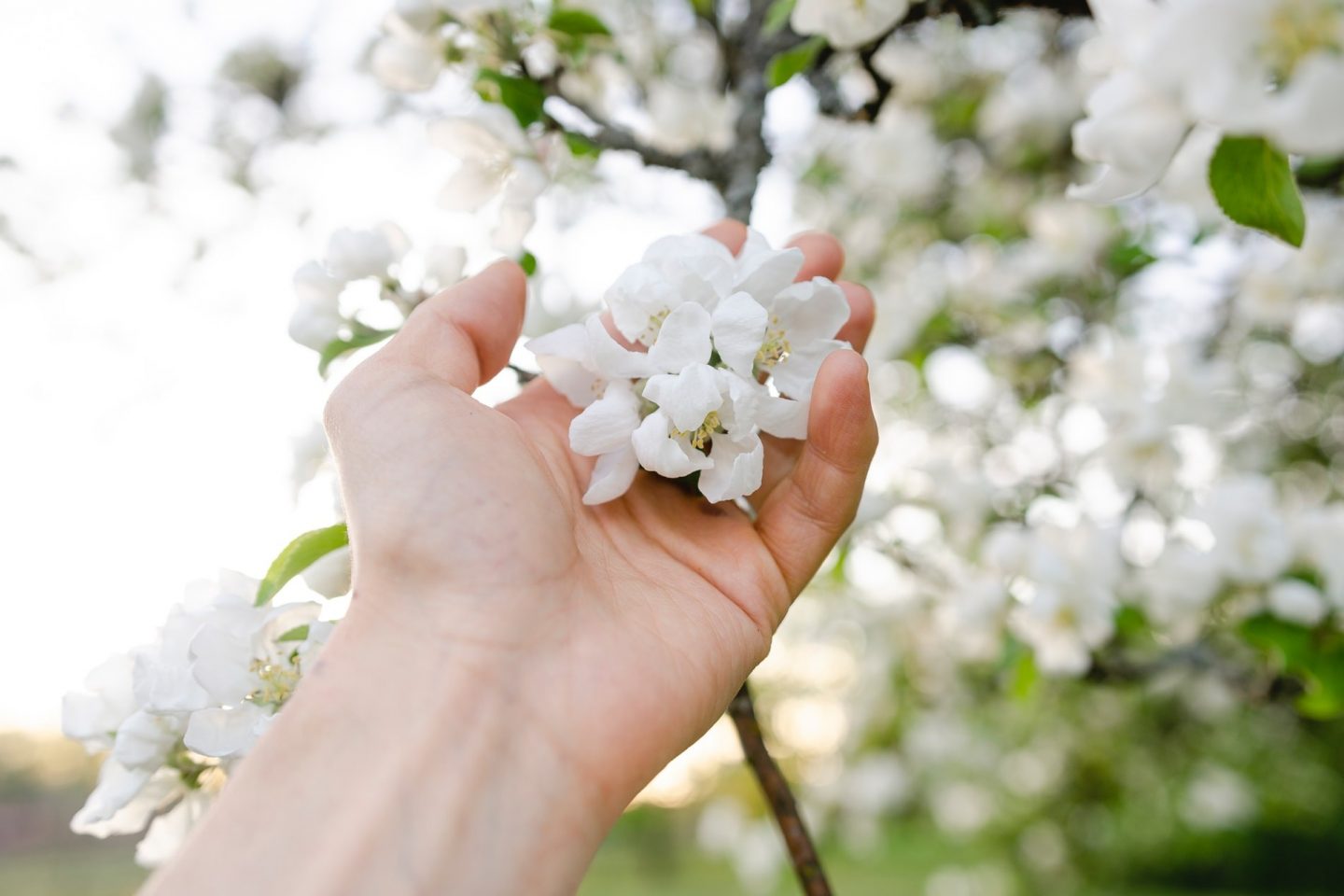 A hand gently holds some pure white spring blossom growing on a tree in a garden
