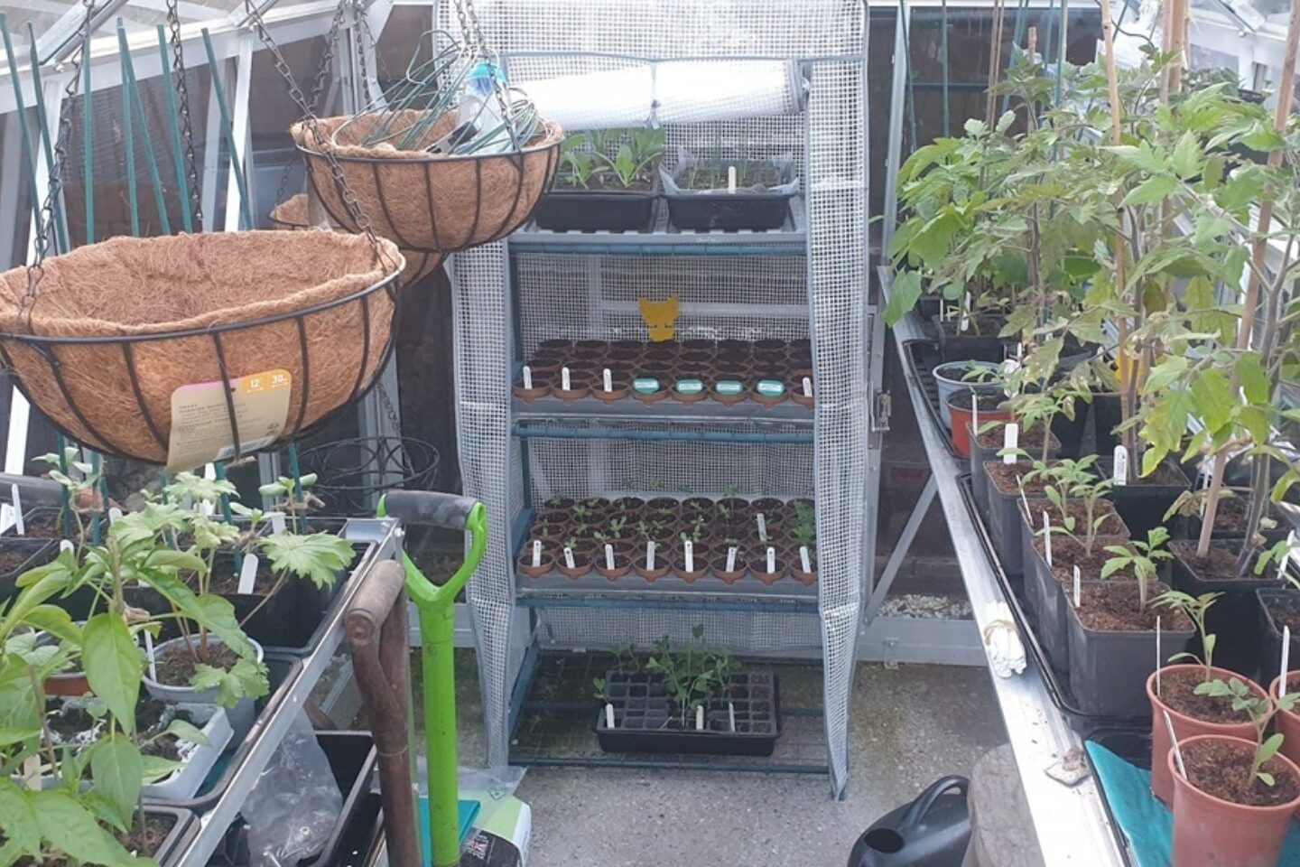 Inside Robs greenhouse