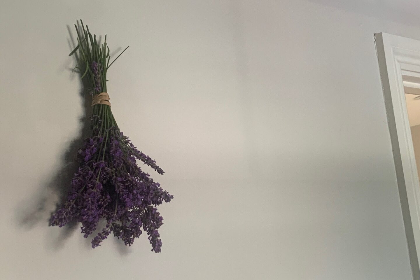 Lavender hanging from wall