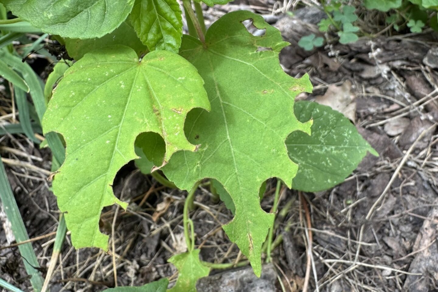 Leaves showing insect bite marks in Eileens garden website