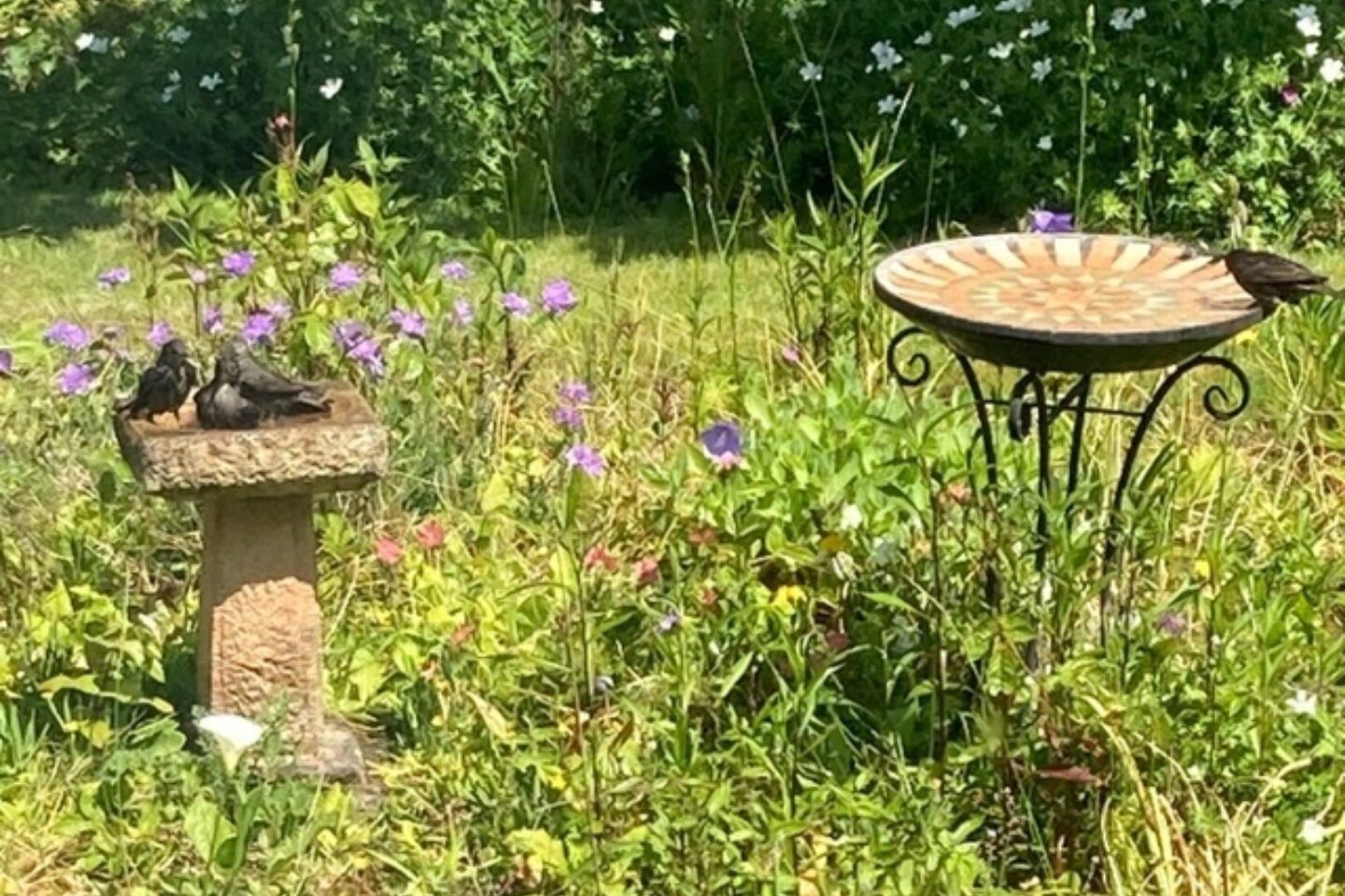 Lynne B garden birds website