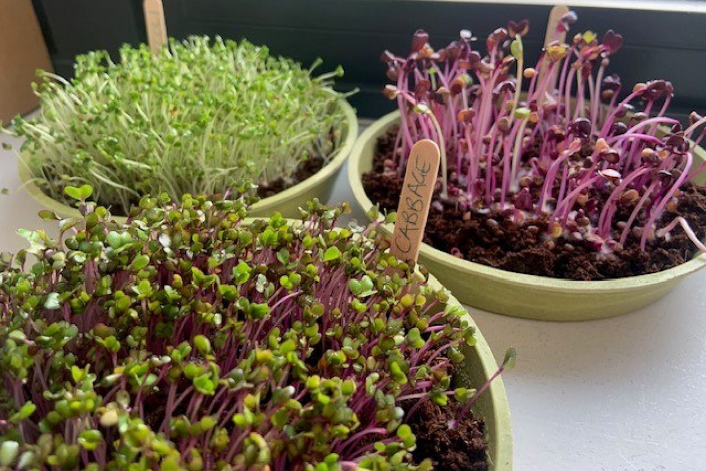 Microgreens in pots