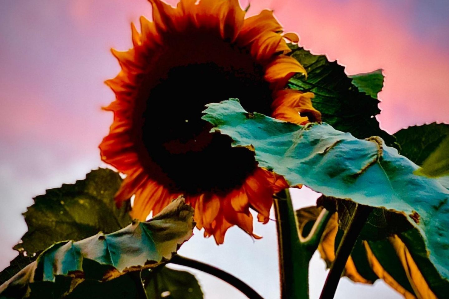 Nicky Bright - sunflower at sunset