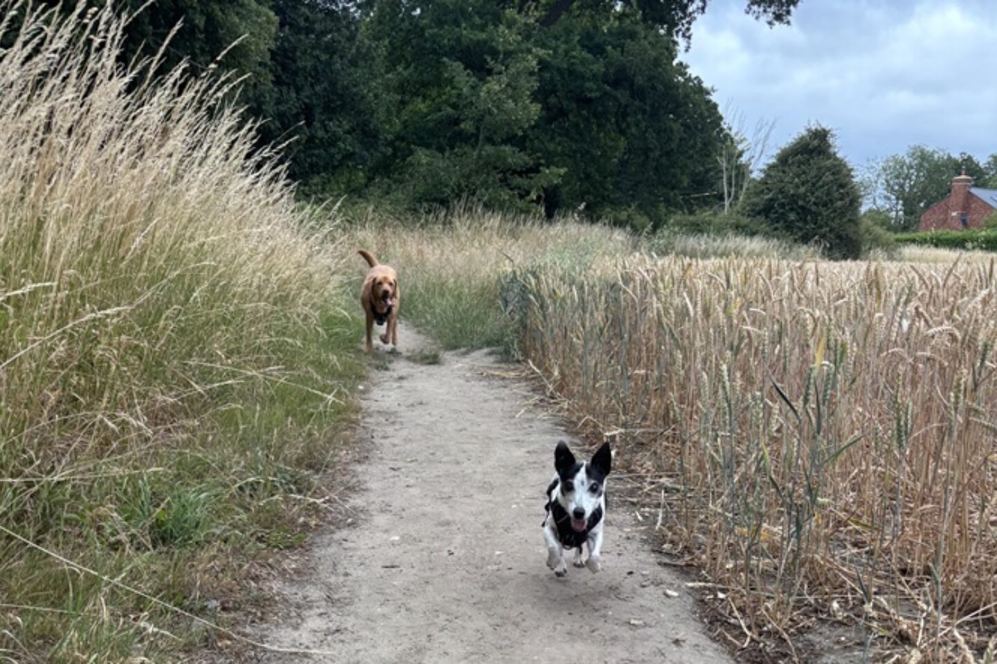 Outdoor walk with two dogs THRIVE