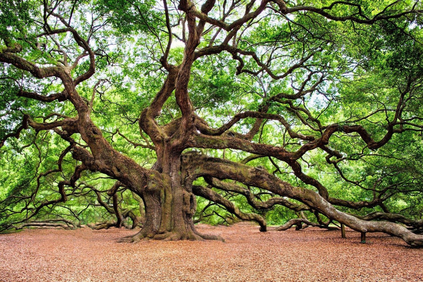 Plants that amaze oak tree