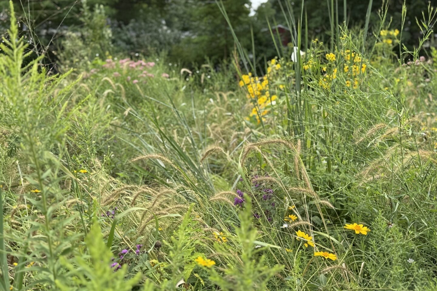 Prairie plants in Eileen Gs garden website