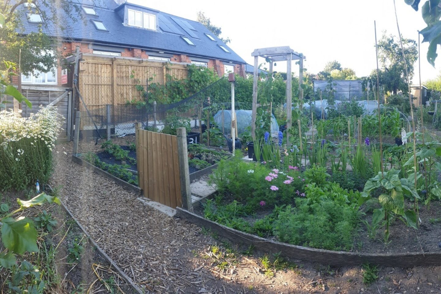 Robs allotment coming into full growth