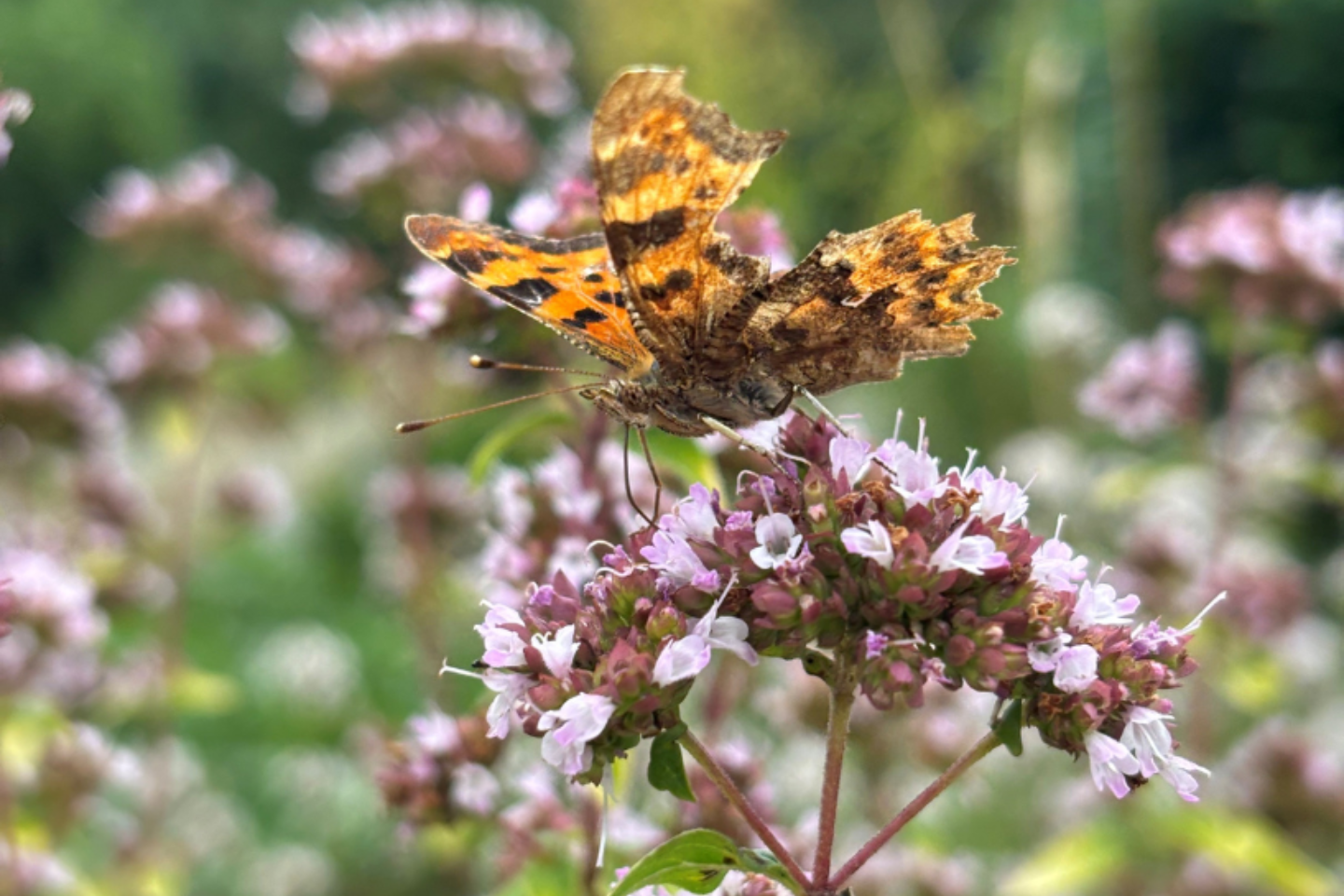Summer Wellbeing Calendar Butterfly Thrive Reading