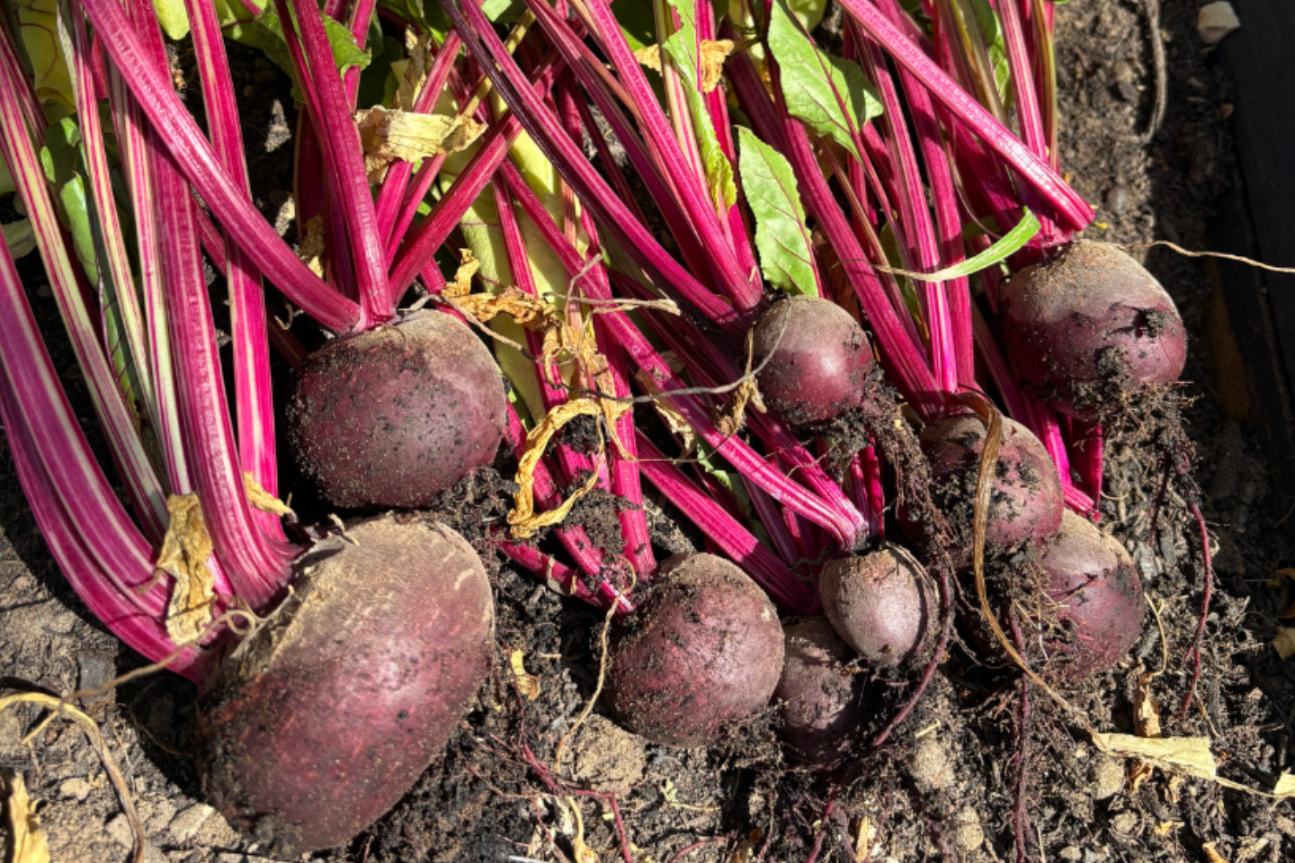 Summer Wellbeing Calendar Harvesting Beetroot Thrive