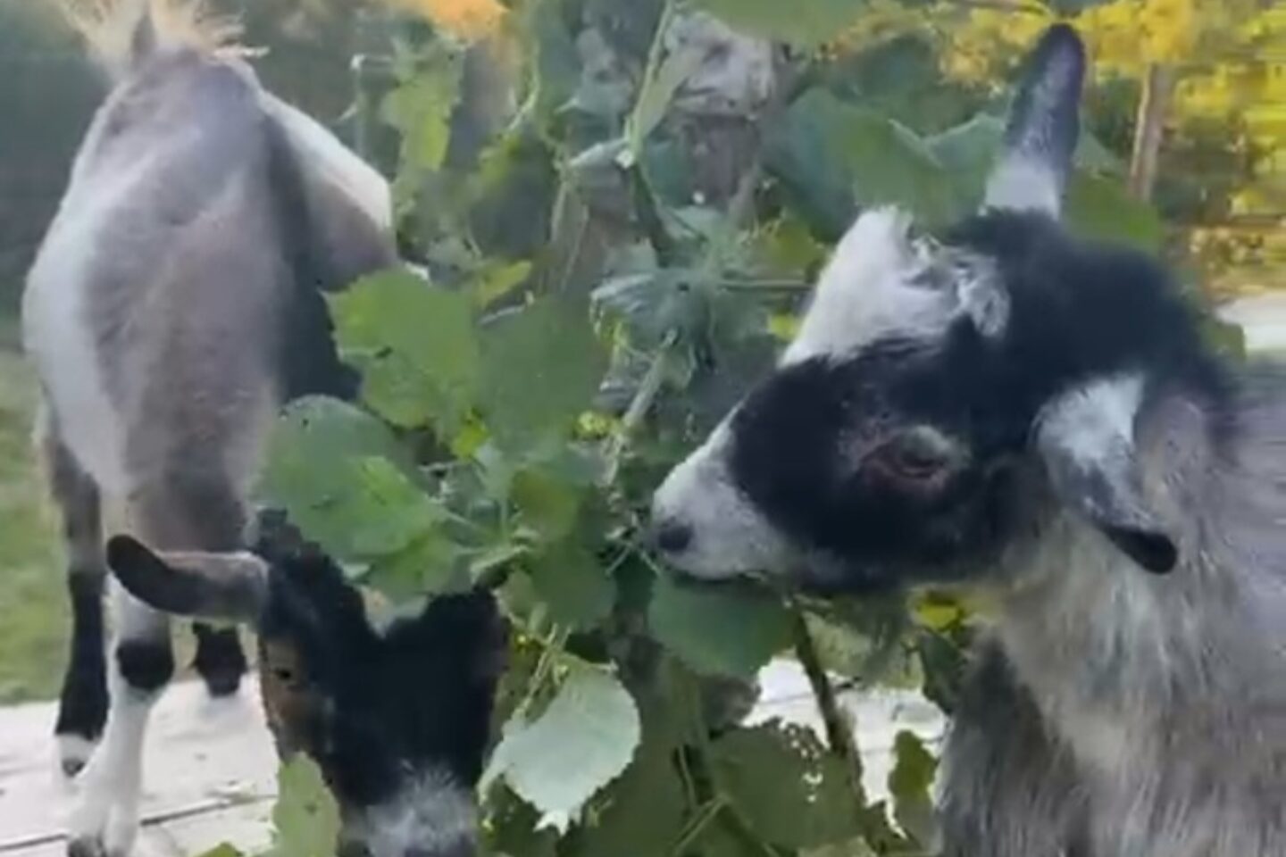 Wendys garden goats1 website