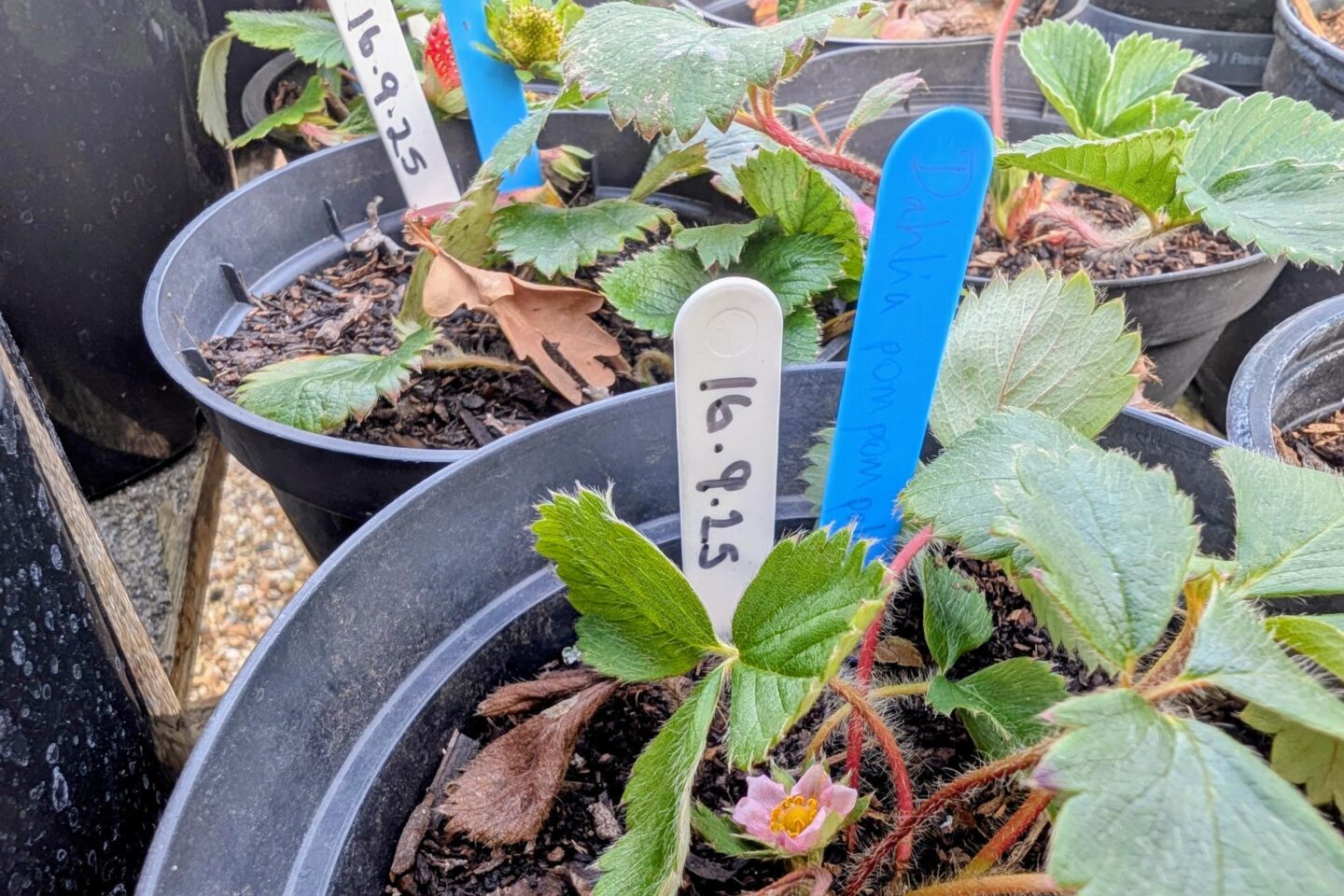 Small plastic plant labels with the date on