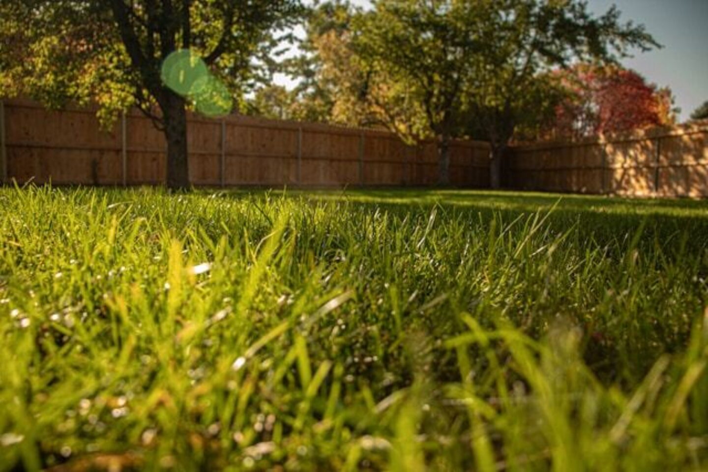 A garden and lawn close up