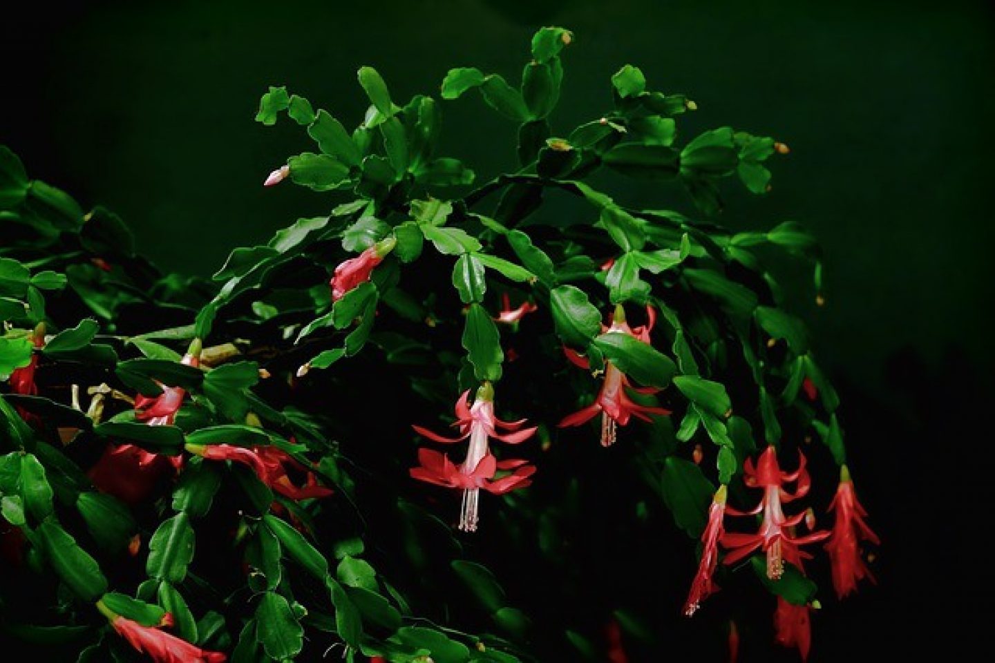Christmas cactus with its pink flowers