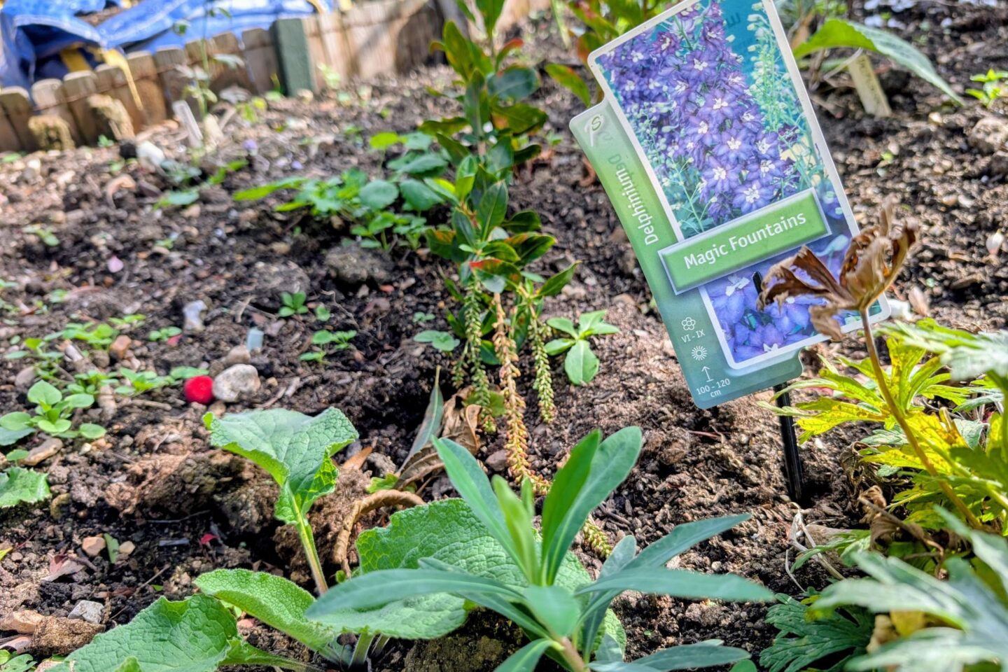 A seed packet used as a plant label