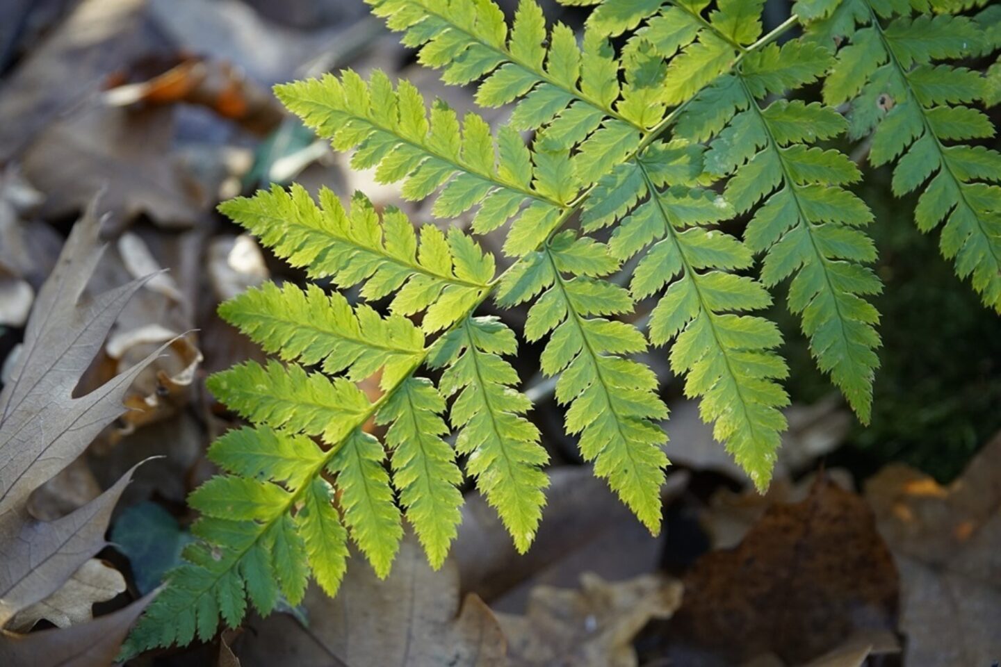 Dryopteris fern pixabay
