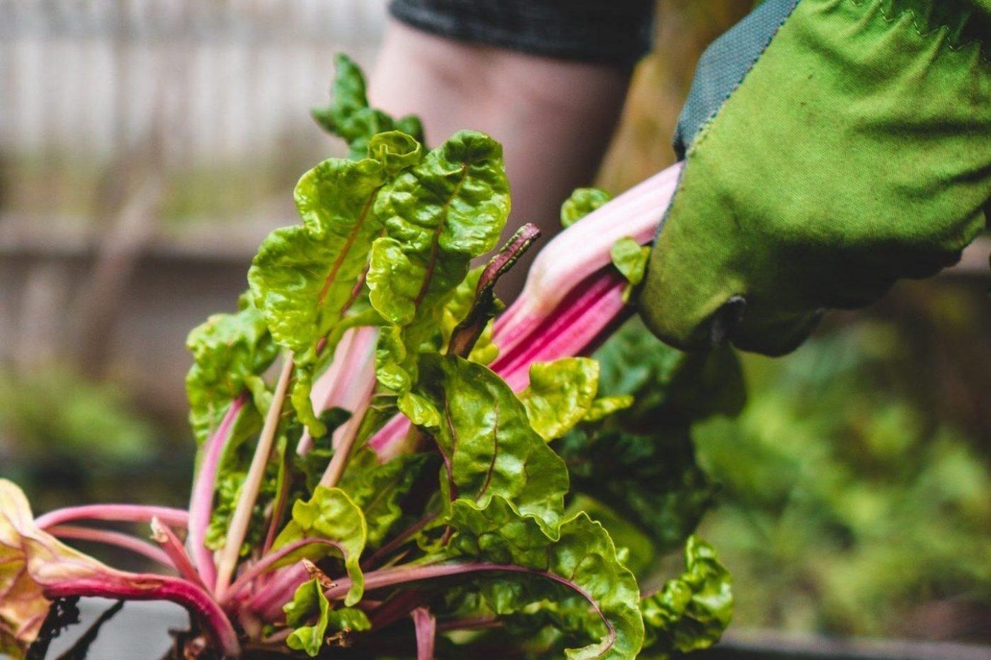 Harvesting vegetables