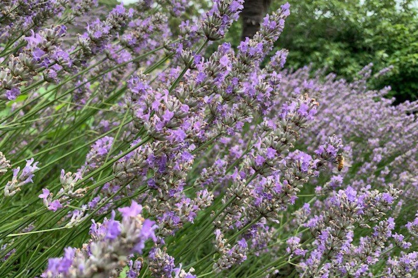 A mass of purple lavender