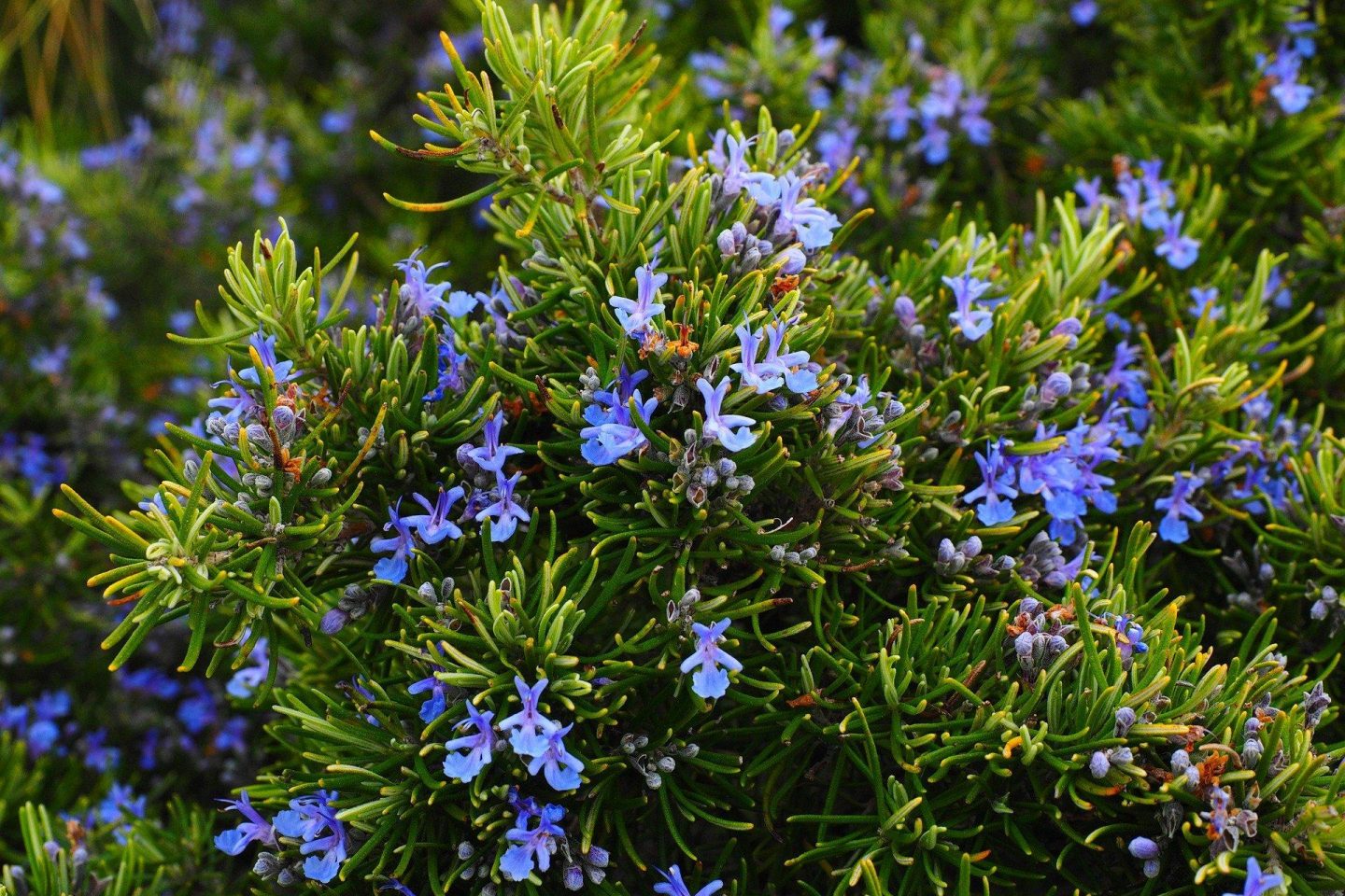 A large rosemary bush in flower