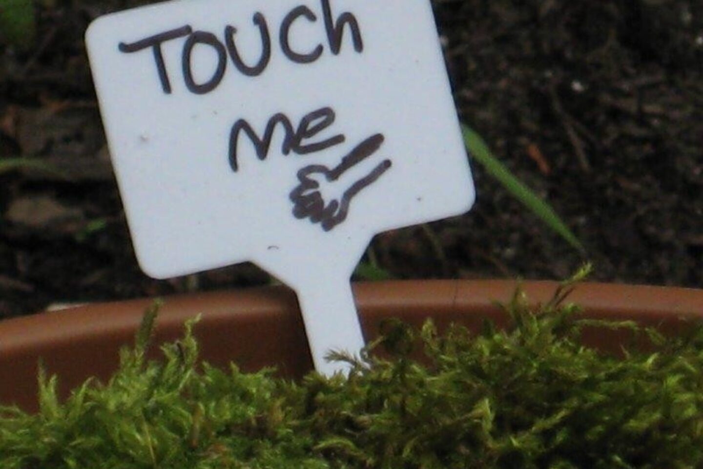 A small instructive plant label that says 'touch me'