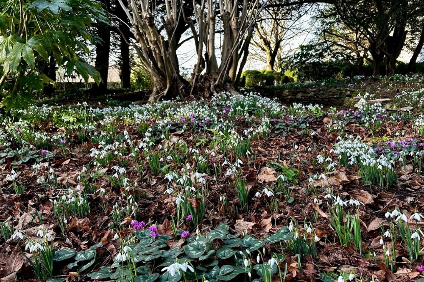 Snowdrops 3